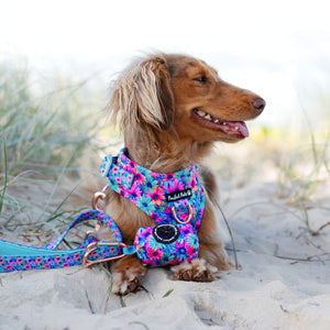 Walkies Packs