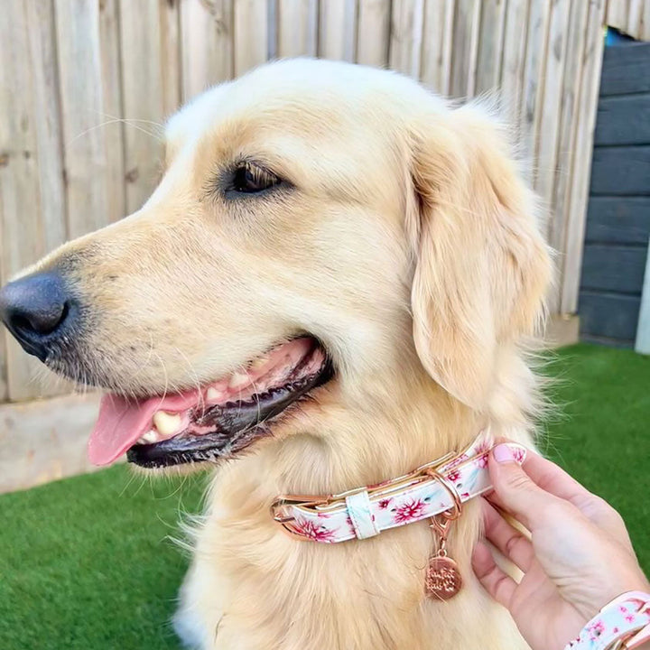 AmbassaDOG in their Pick of the Bunch vegan leather dog collar.