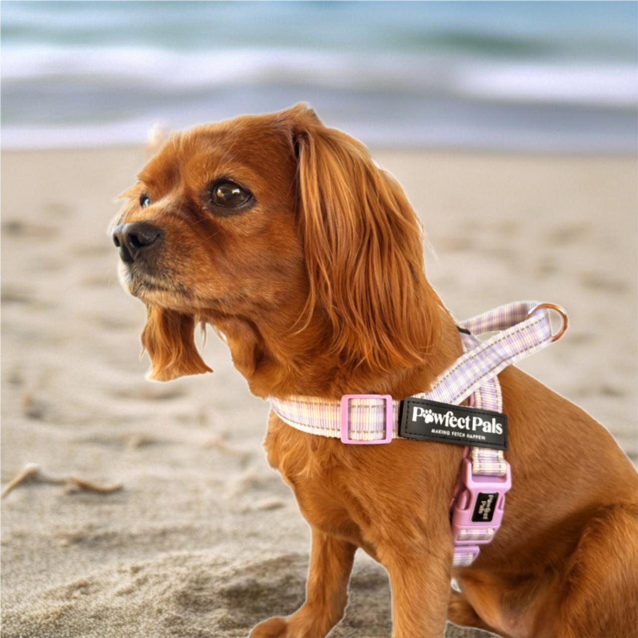 Dog on a beach wearing a harness with 'Pawfect Pals' branding