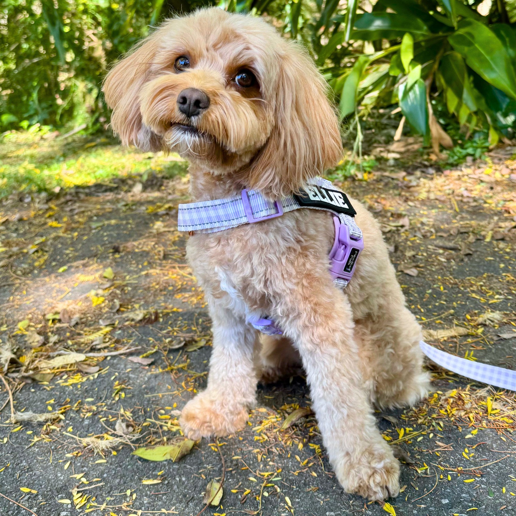 Small dog wearing a purple harness sitting on a path with greenery in the background