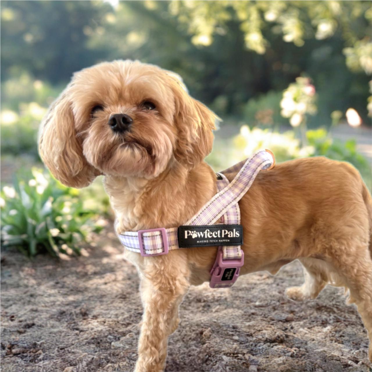 Small brown dog wearing a pink harness with 'Pawfect Pals' branding in a park setting.