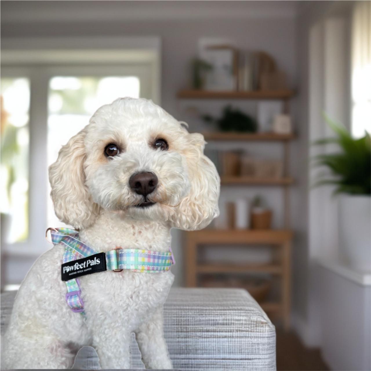 Rainbow Gingham - Personalised Strap Harness Duo