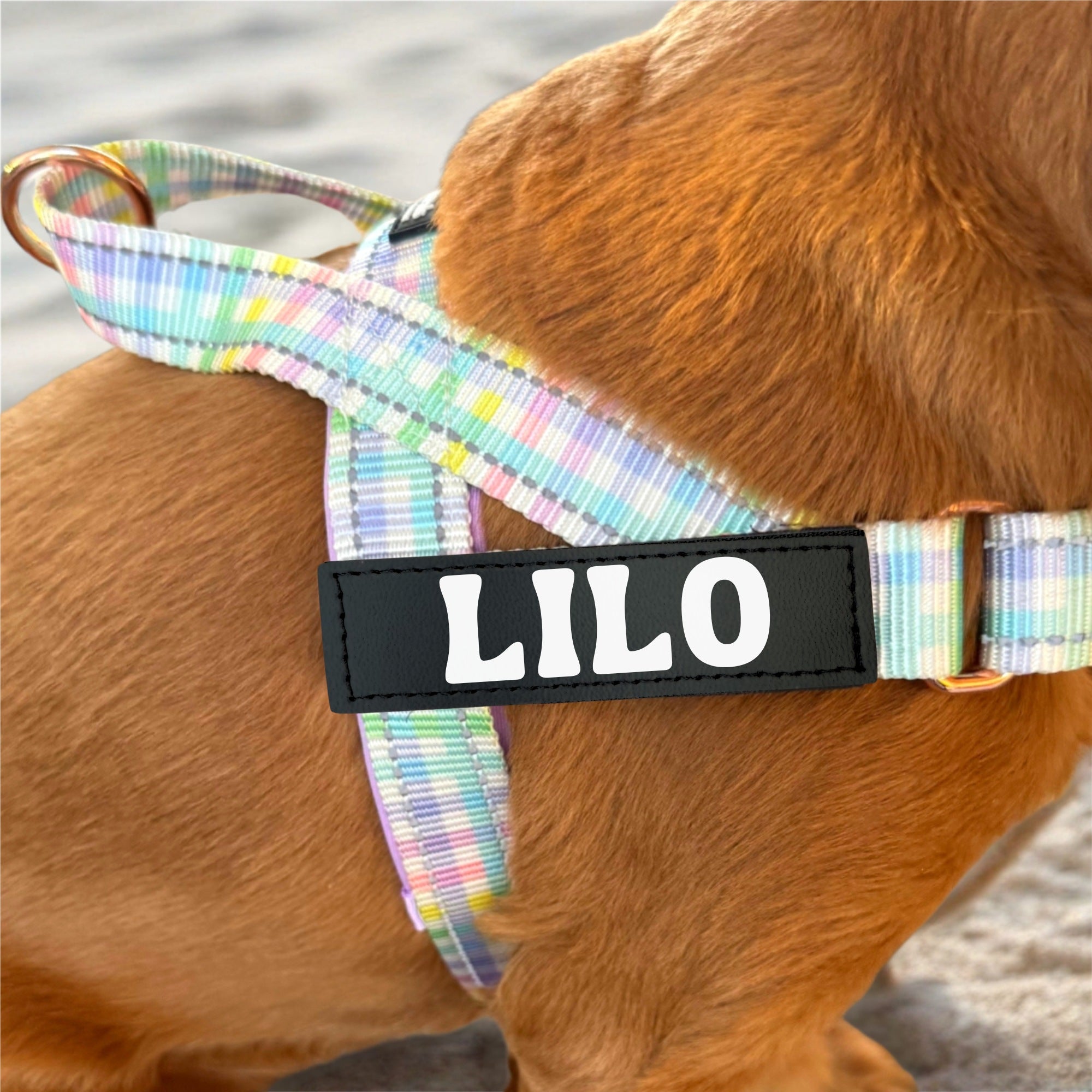Dog wearing a colorful harness with 'Lilo' tag on a beach.
