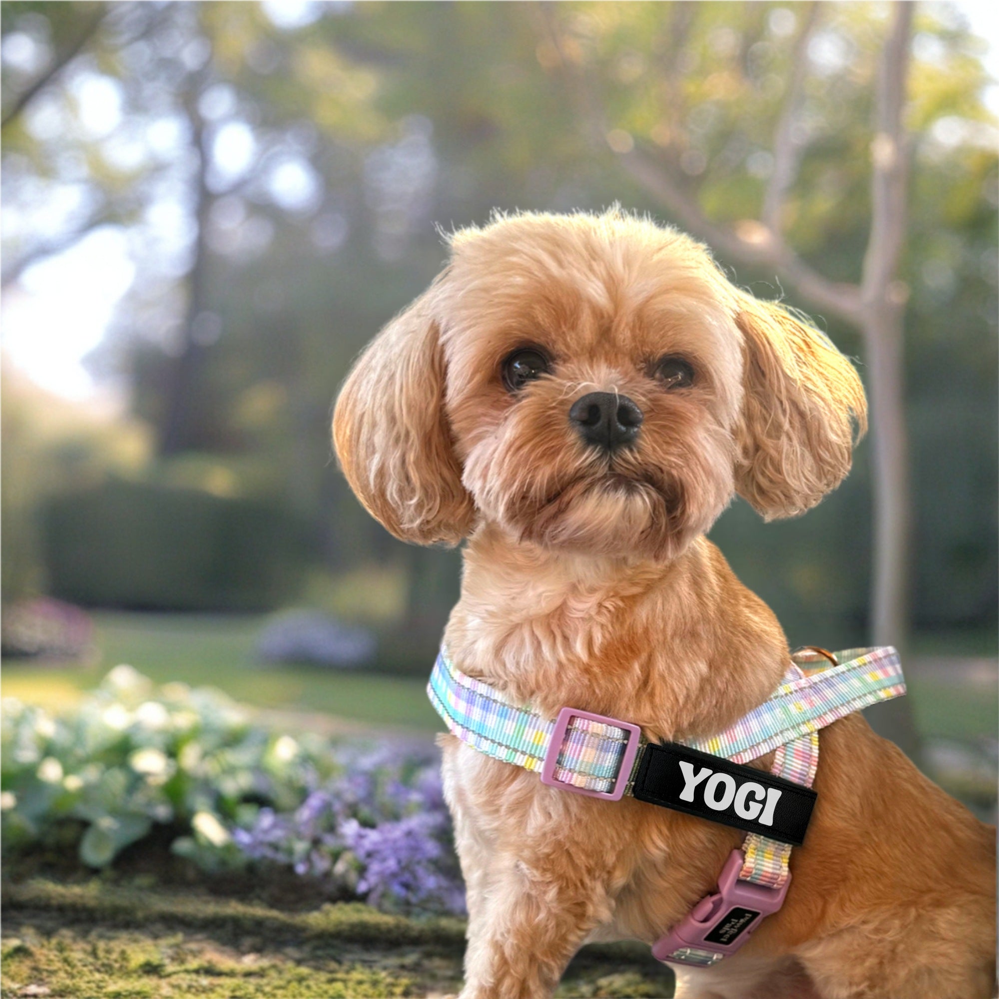 Small dog wearing a colorful harness with 'YOGI' on it, standing outdoors.