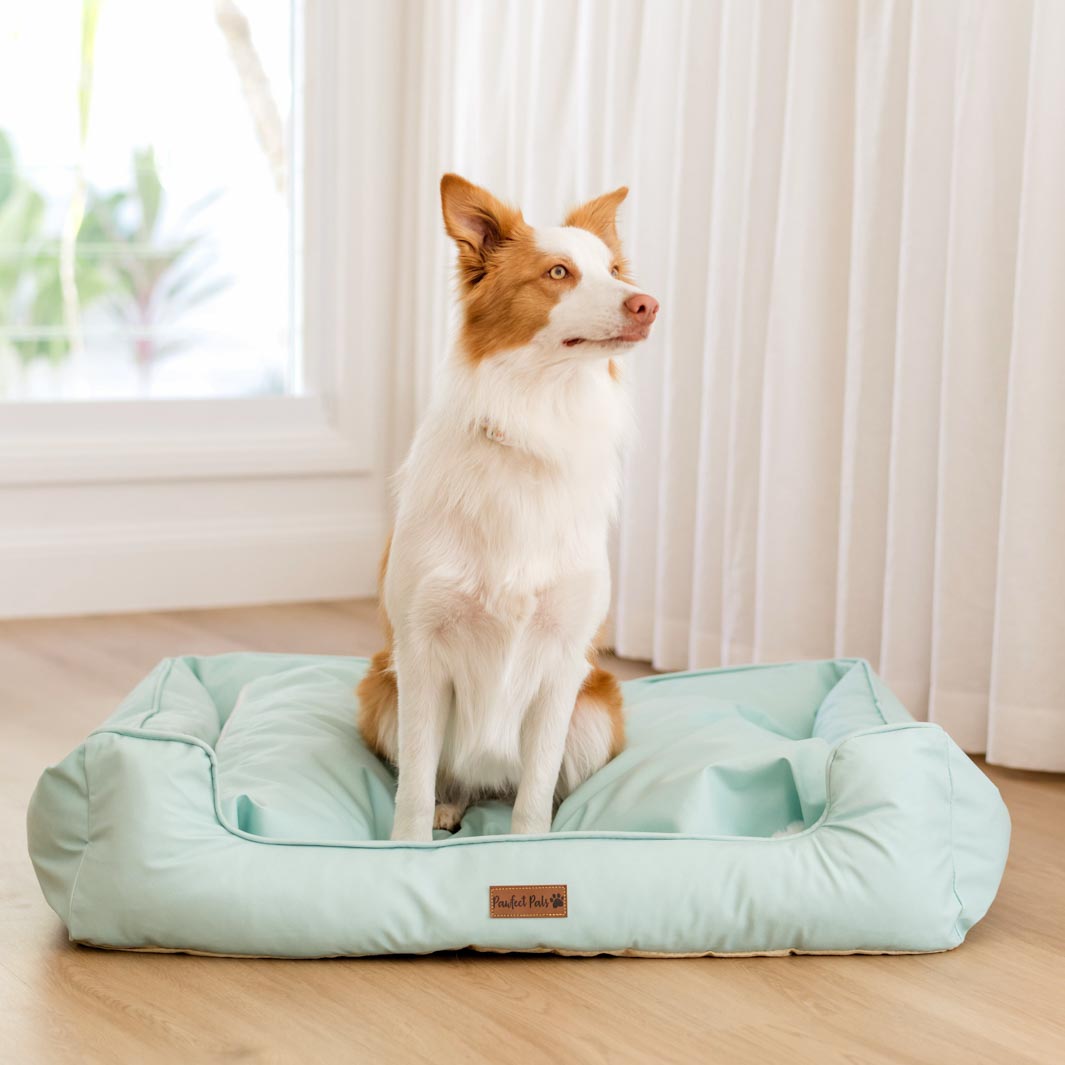 AmbassaDOG on the large Sage Whispers - Snuggle Bud dog bed.