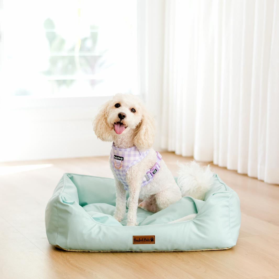 AmbassaDOG on the small Sage Whispers - Snuggle Bud dog bed.