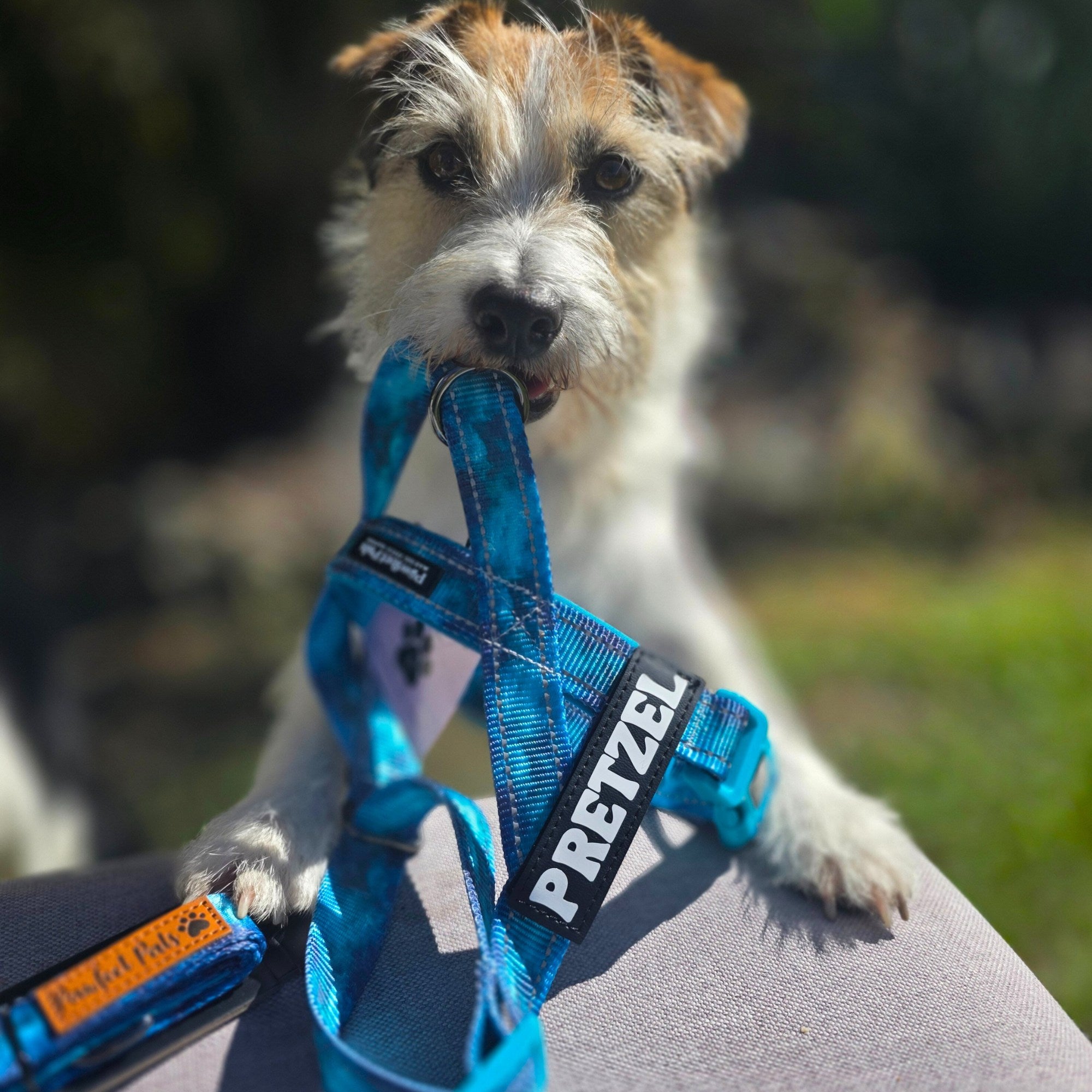 Dog holding a blue Pretzel harness in its mouth with a blurred outdoor background