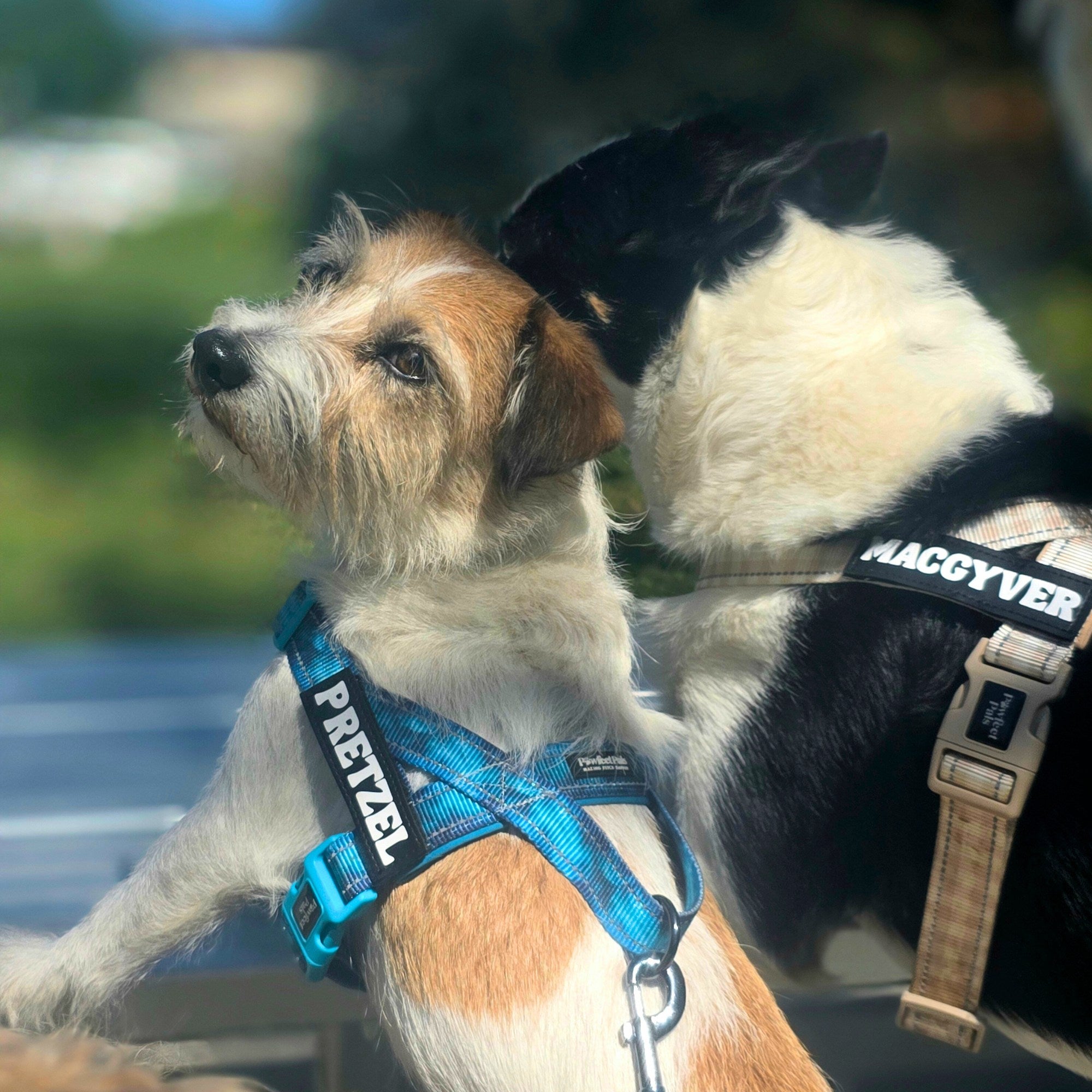 Two dogs wearing harnesses with visible brand names, one in a blue harness and the other in a beige harness.