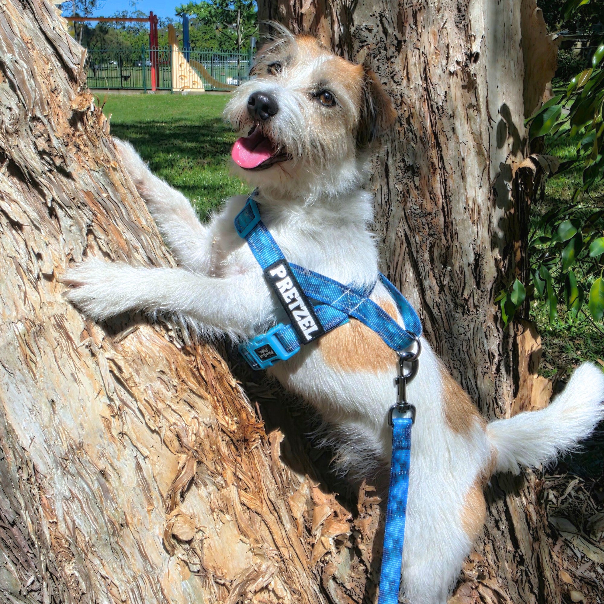 Dog wearing a blue harness sitting against a tree in a park