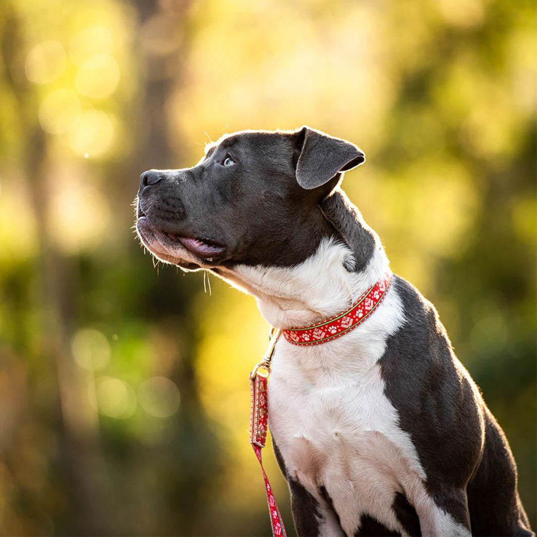 AmbassaDOG Hercules in Sleigh-In It collar and lead.