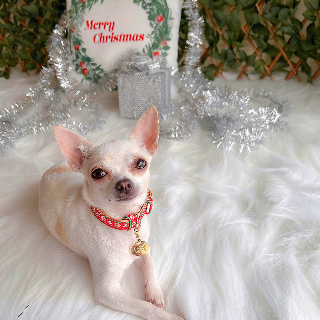 AmbassaDOG Chih Bella in the Sleigh-In It vegan leather dog collar.