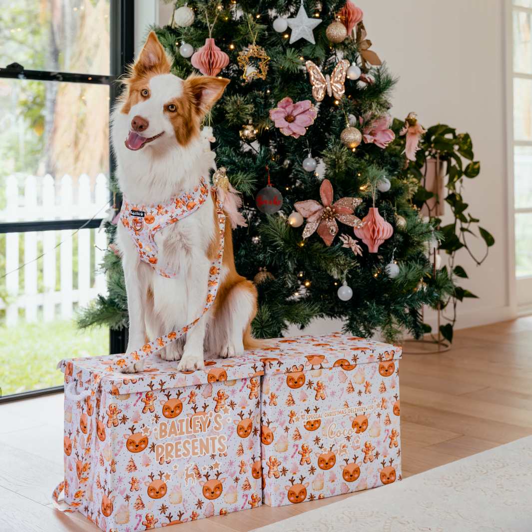 AmbassaDOG sits on the Snow Cute gift box.