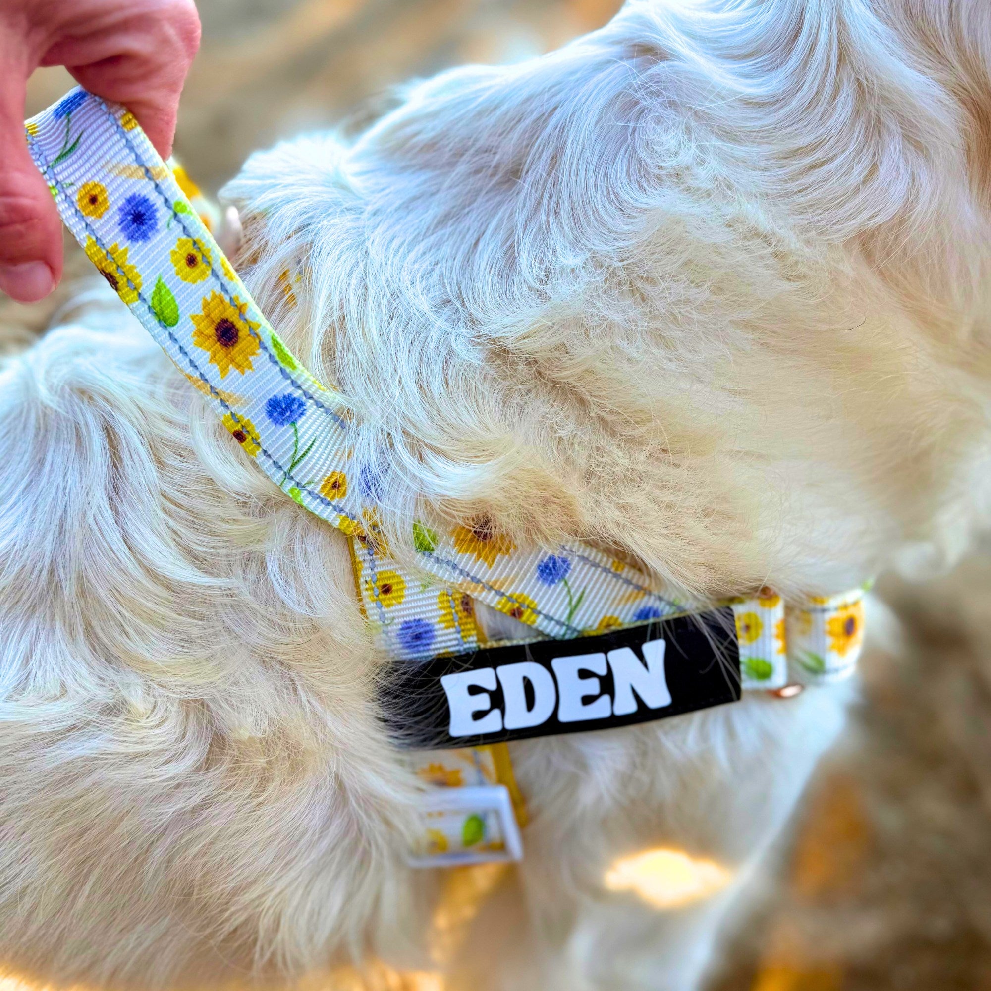 Dog wearing a floral harness with 'EDEN' tag
