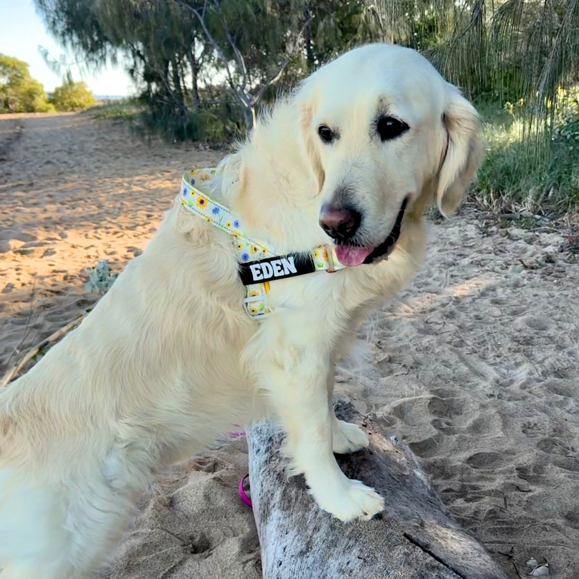Dog sitting on a log at the beach with 'Eden' harness
