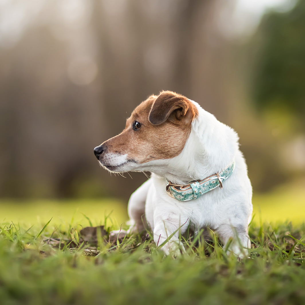 The2Jacks in Daisy Fields vegan dog collar