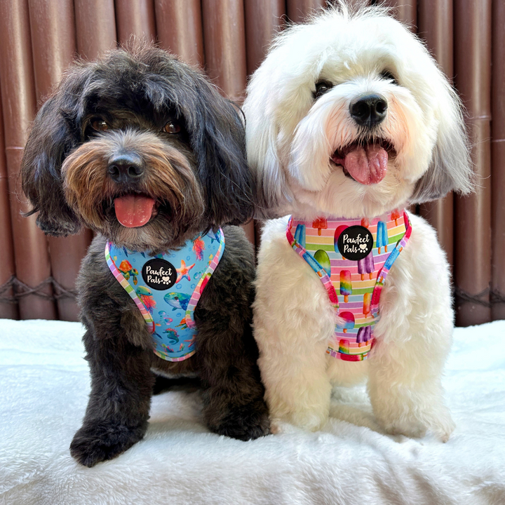 Ted & Piper Wanna Have Sun Reversible Harness Both Sides