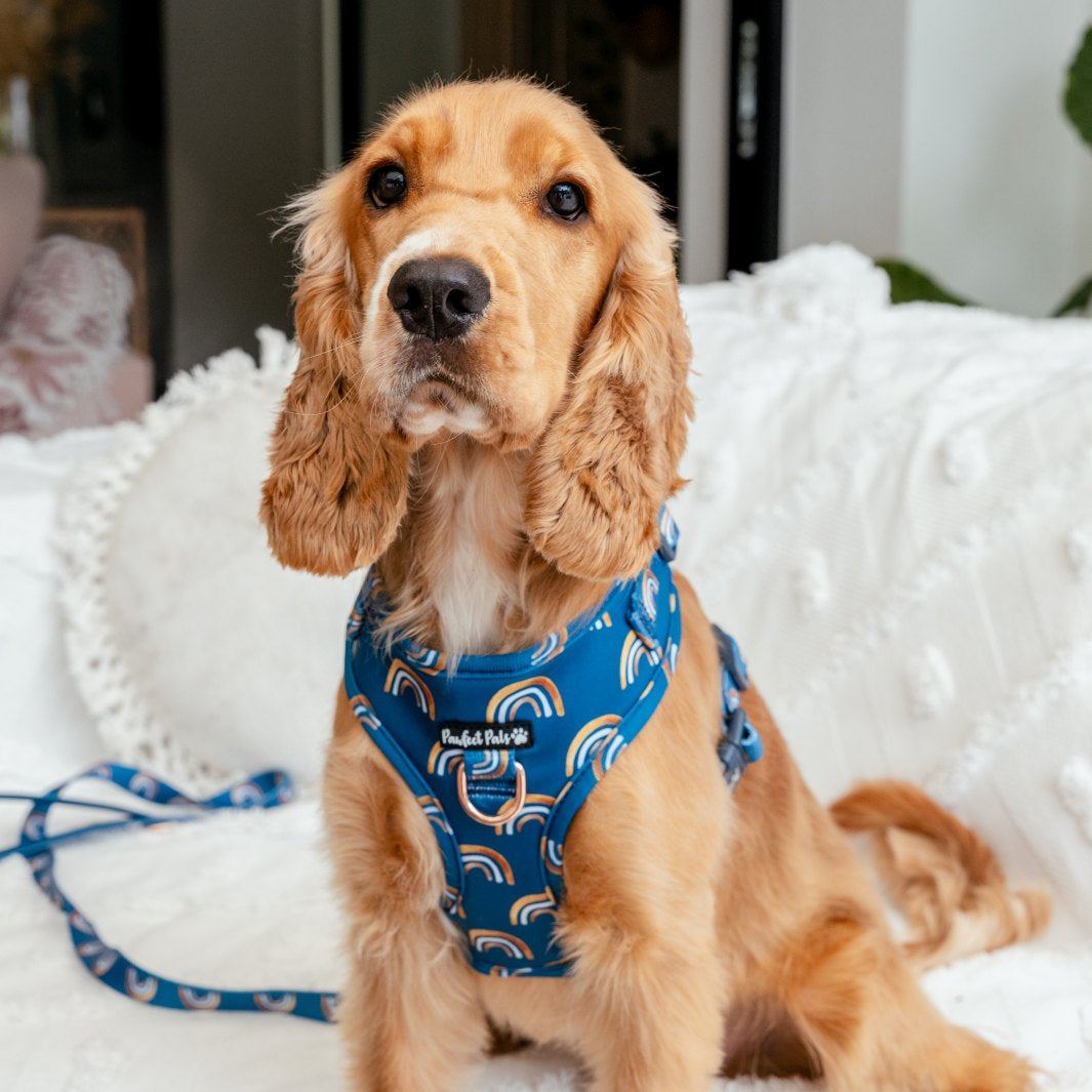 AmbassaDOG Finny in the Wild at Heart - Golden Horizons no-pull adjustable harness.