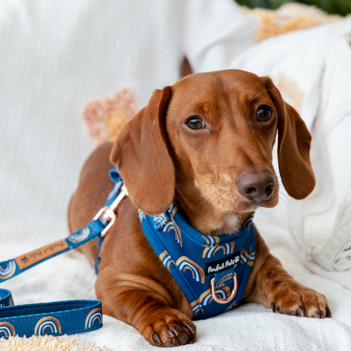 AmbassaDOG Louis in the Wild at Heart - Golden Horizons no-pull adjustable harness.