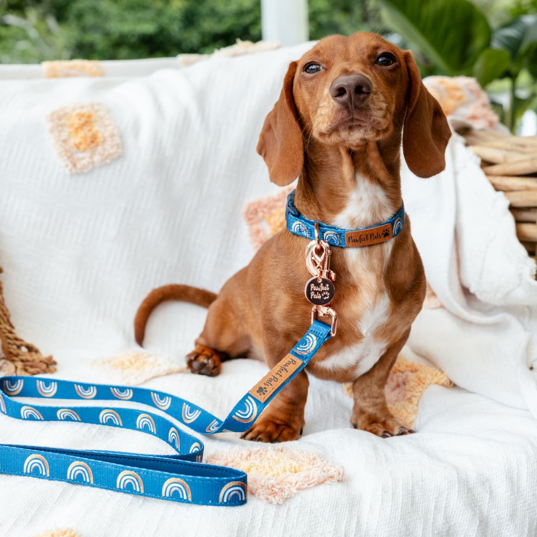 AmbassaDOG Louis in the Wild at Heart - Golden Horizons soft lead and collar.