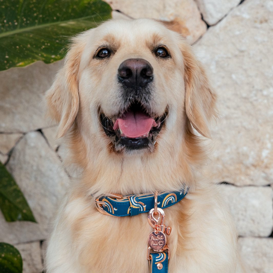 AmbassaDOG Molly in the Wild at Heart - Golden Horizons vegan leather dog collar.