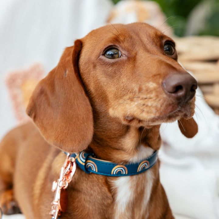 AmbassaDOG Louis in the Wild at Heart - Golden Horizons vegan leather dog collar.