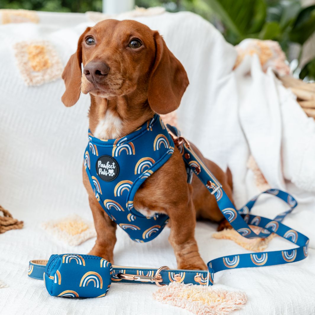 AmbassaDOG Louis in the Wild at Heart - Golden Horizons vegan leather dog lead and reversible harness.