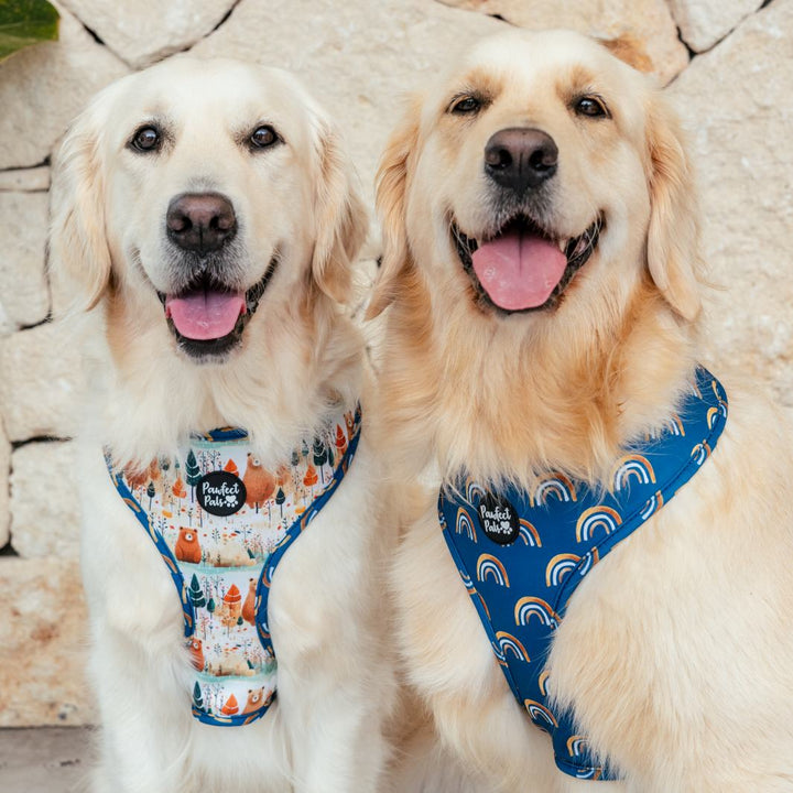 AmbassaDOGs Eden and Molly in the Wild at Heart reversible harness.