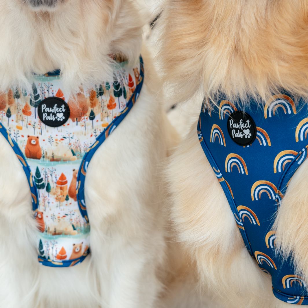 Close up of AmbassaDOGs Eden and Molly in the Wild at Heart reversible harness.