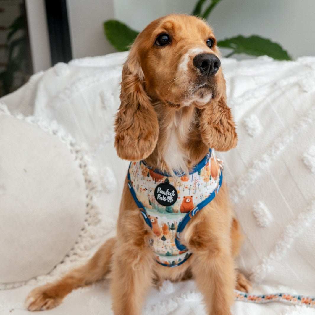 AmbassaDOG Finny in the Wild at Heart reversible harness.