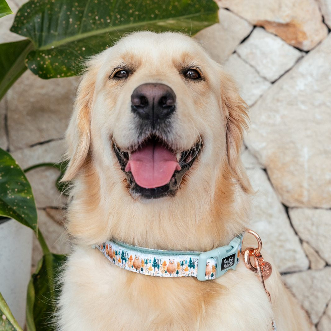 AmbassaDOG Molly in the Wild at Heart soft dog collar.