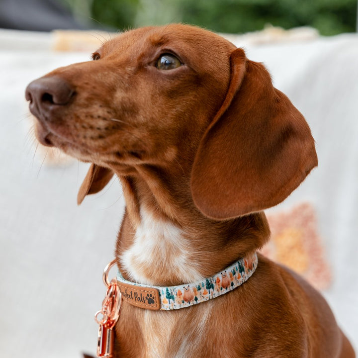 AmbassaDOG Louis in the Wild at Heart soft dog collar.