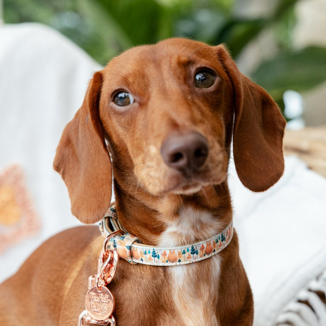 AmbassaDOG Louis in the Wild at Heart vegan leather dog collar.