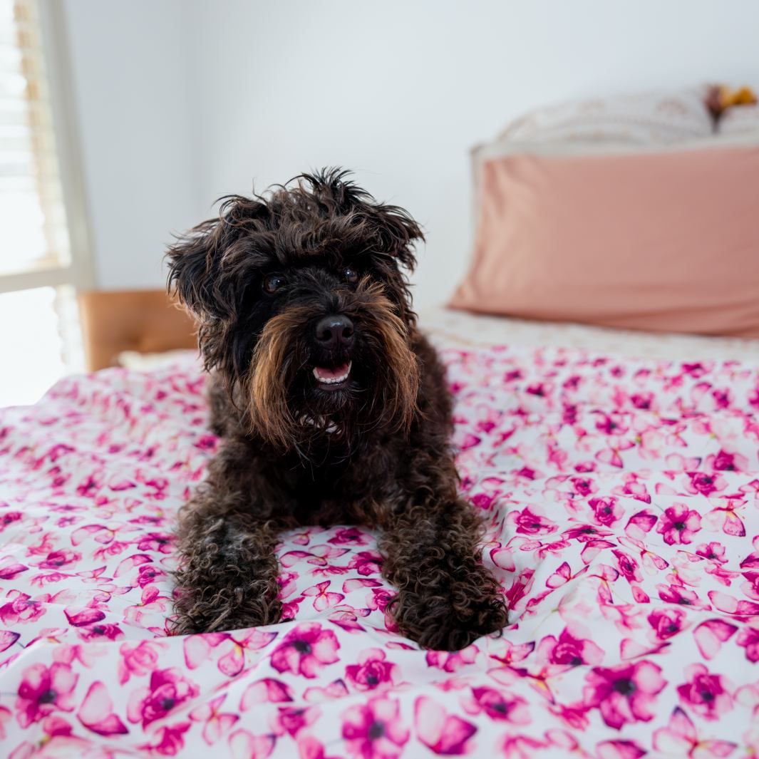 AmbassaDOG on the You Give Me Butterflies dog blanket and FURniture protector.