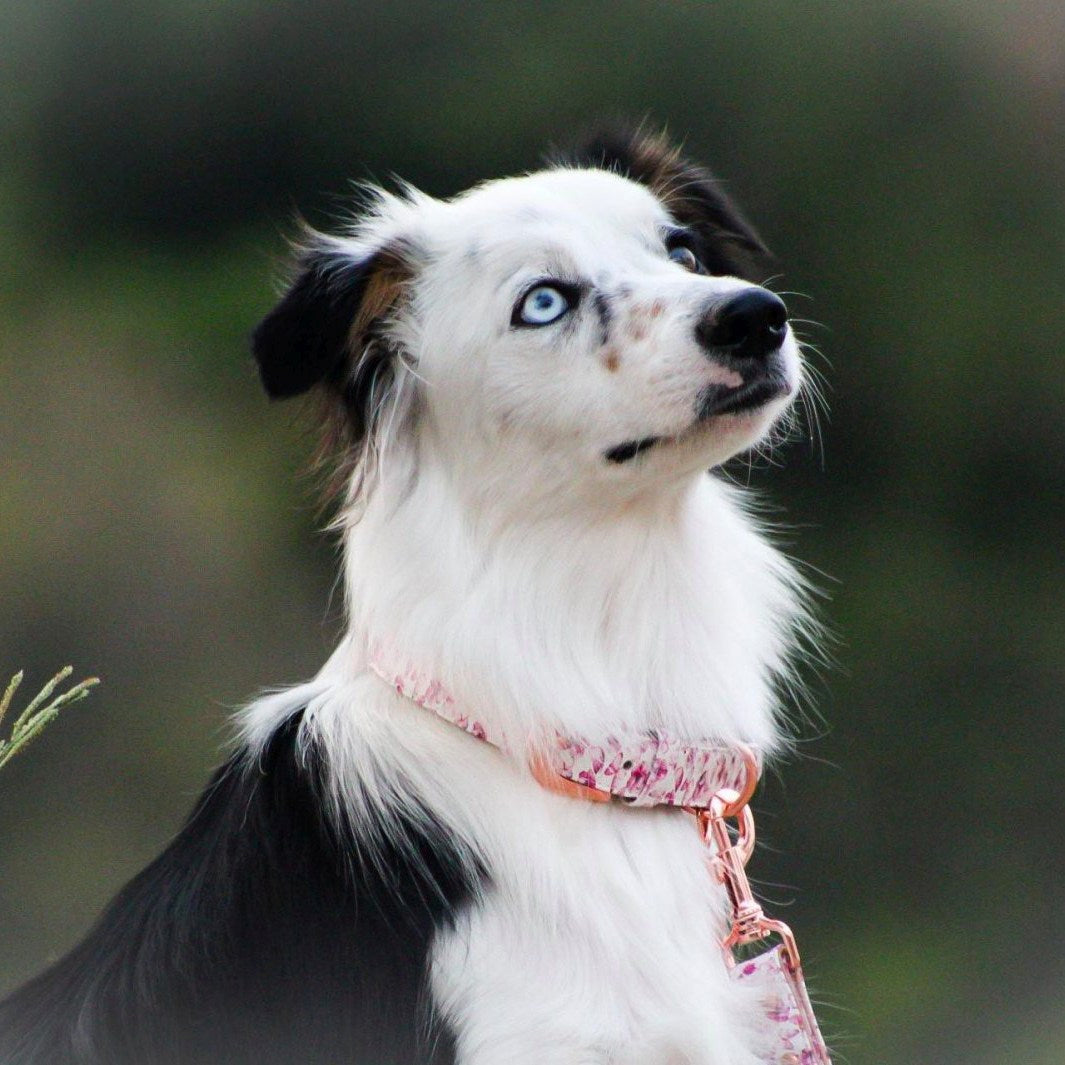 AmbassaDOG in the You Give me Butterflies collar and lead.
