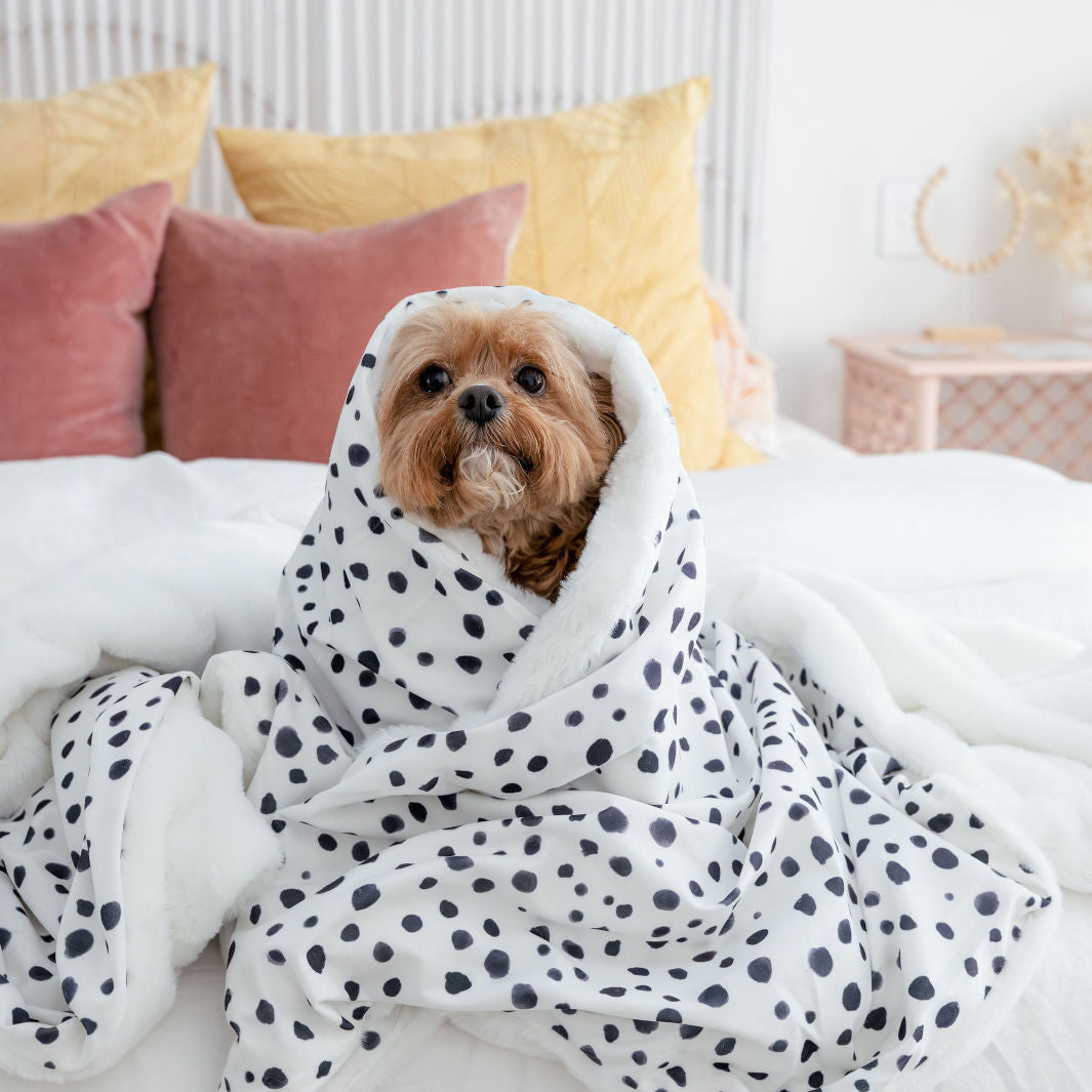 Bertie in the Zoomies - Terrazzo Dog Blanket and Fur-niture Protector.