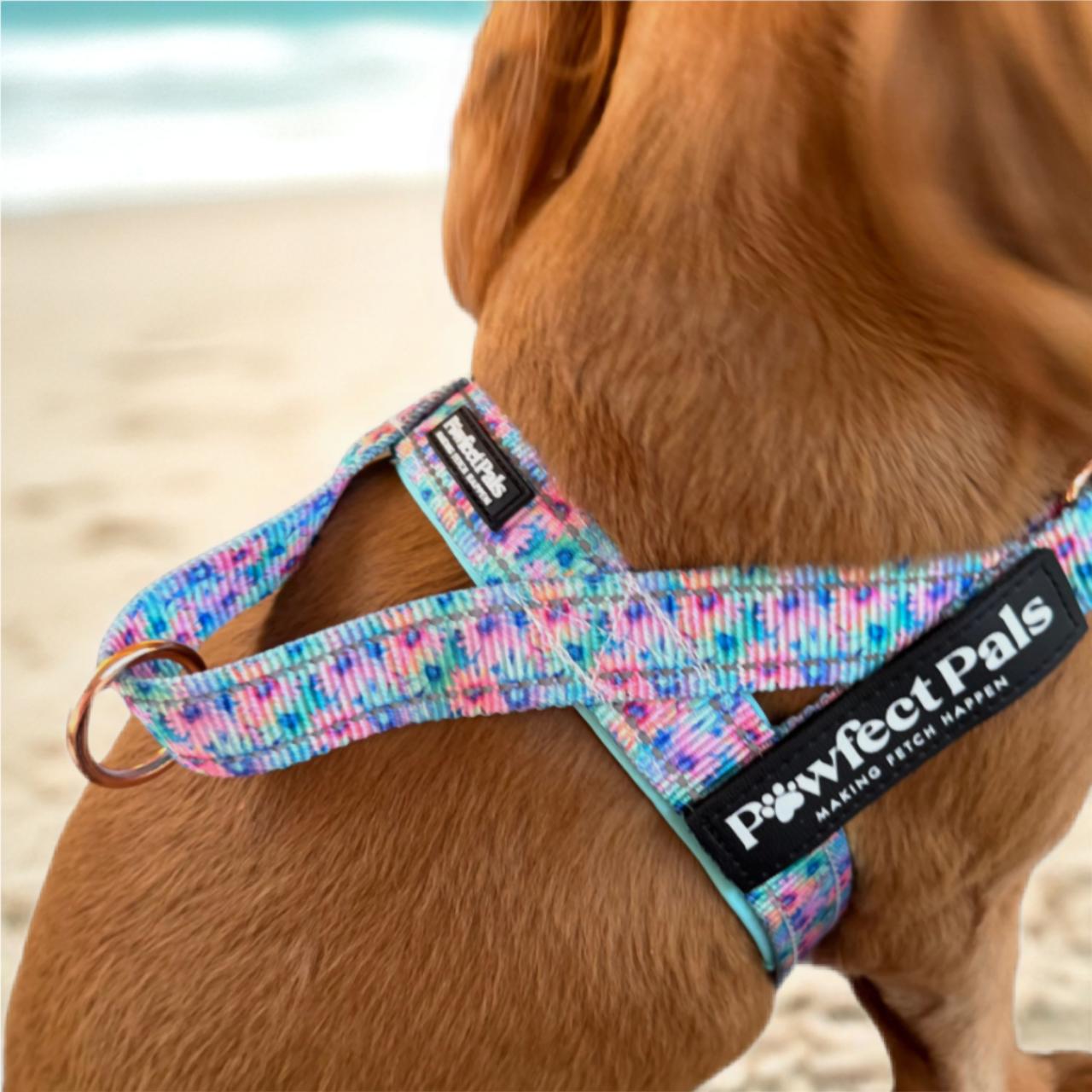Dog wearing a colorful harness with 'Pawfect Pals' branding on a beach.