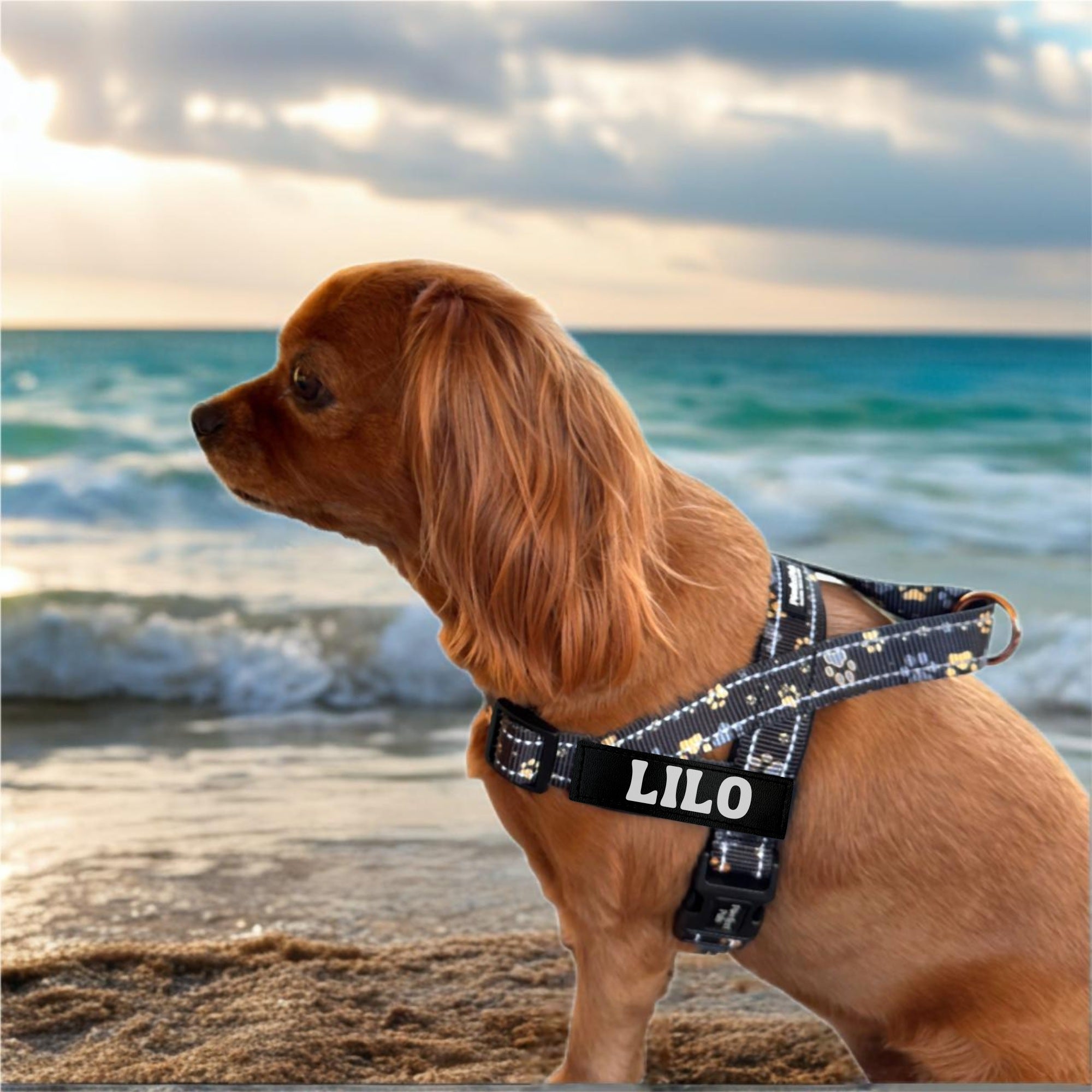 Dog wearing a harness with 'Lilo' on it, standing on a beach with ocean waves in the background.