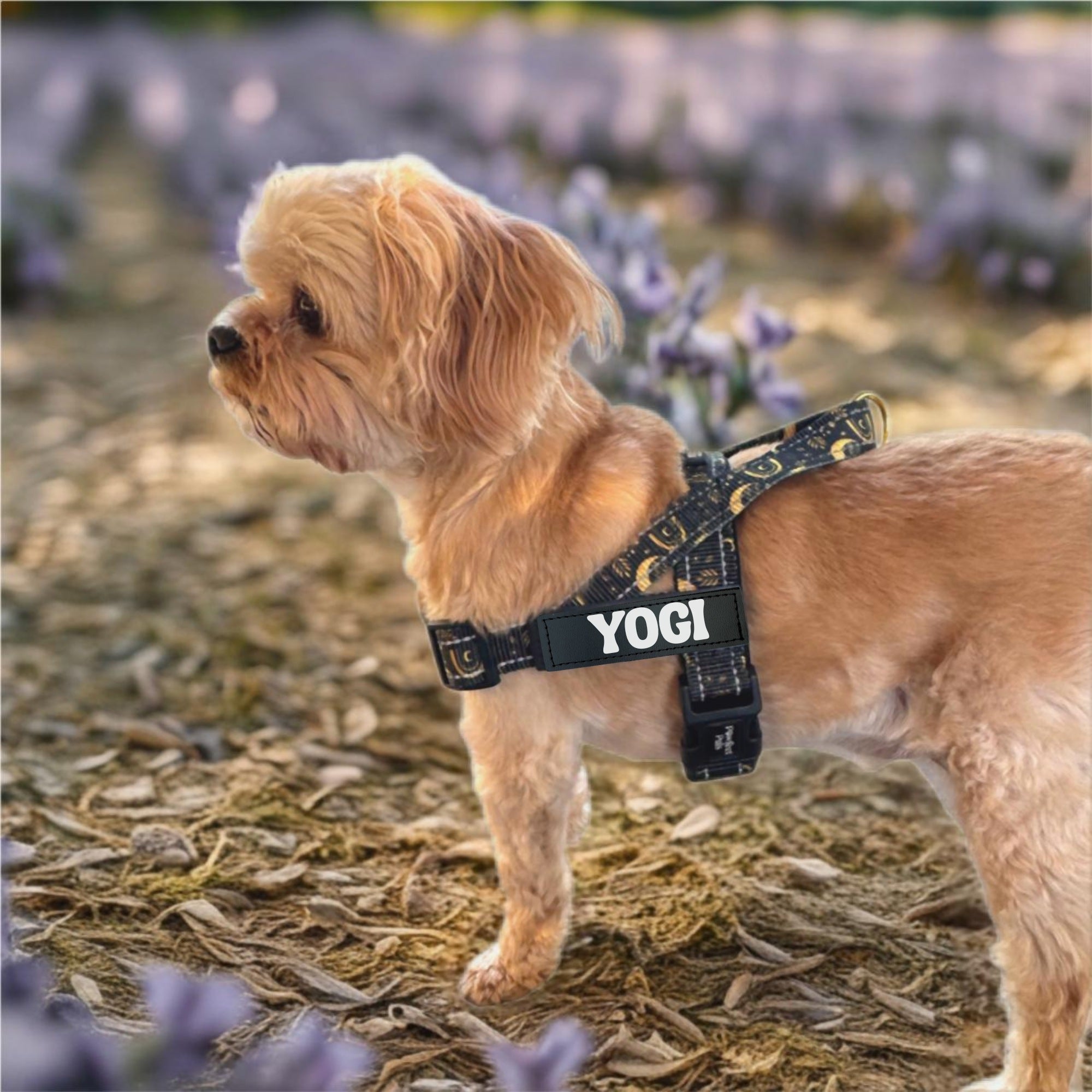 Dog wearing a harness labeled 'YOGI' in a lavender field