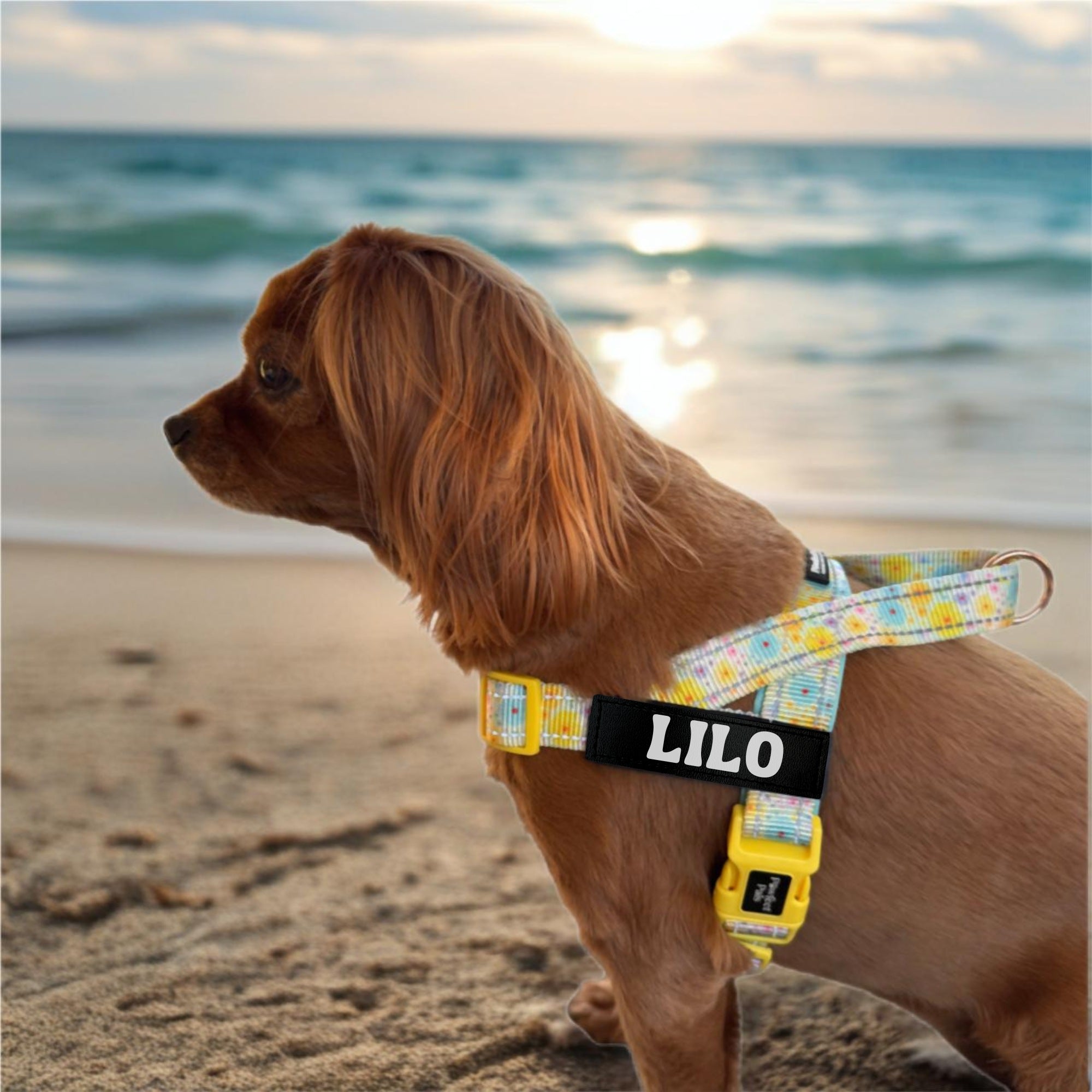Dog on a beach wearing a harness with 'Lilo' on it