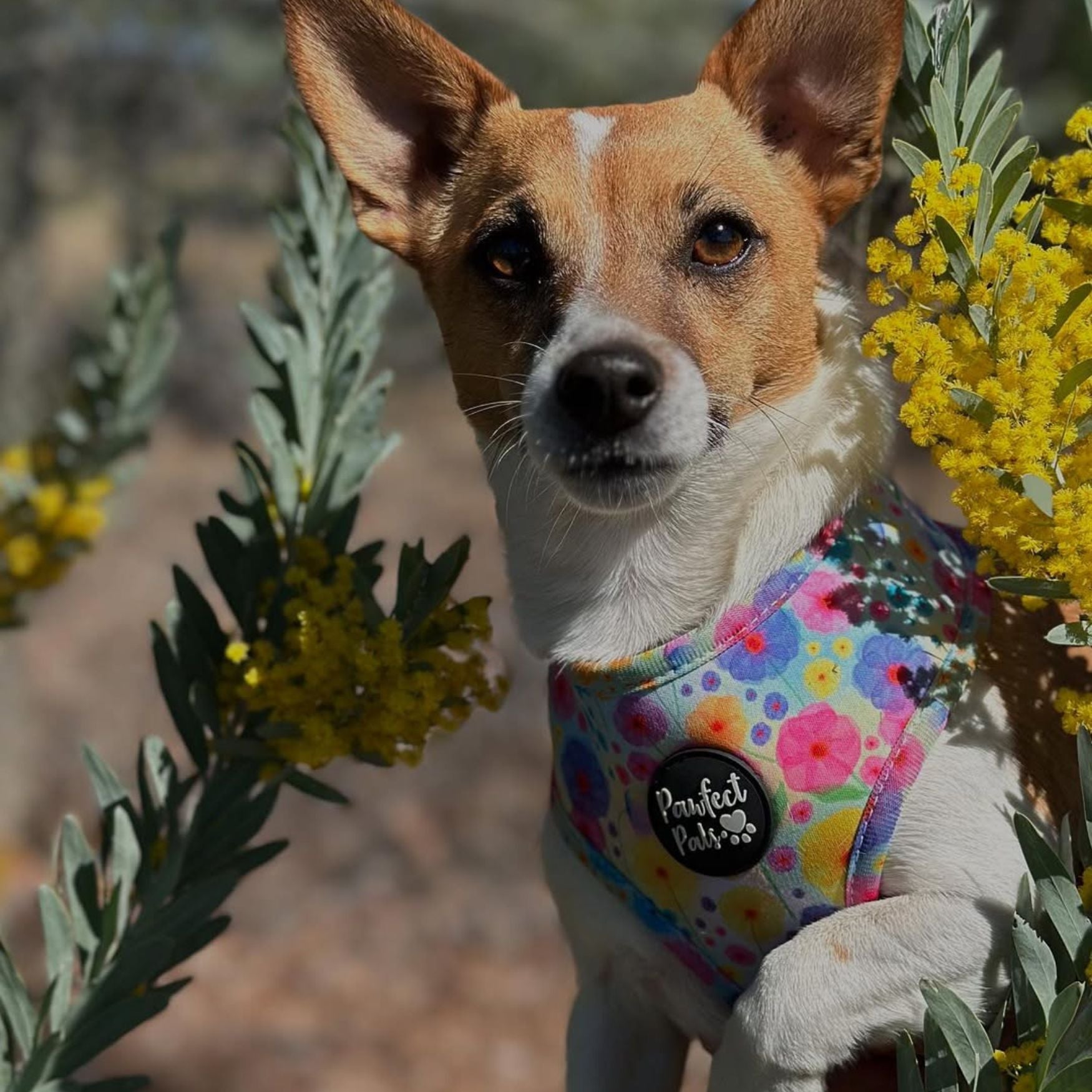 Once and Flor-all - Reversible Dog Harness