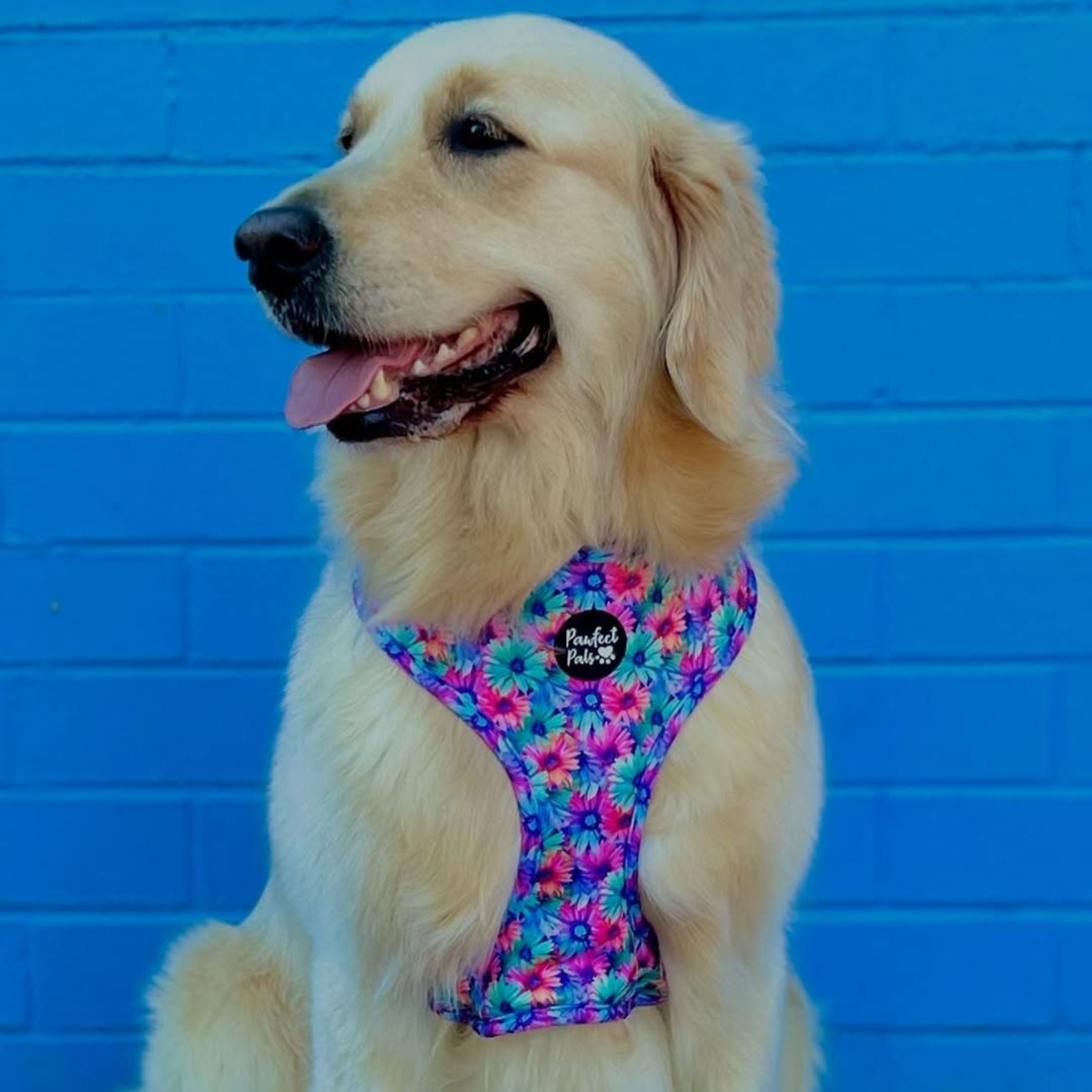 Daydream Believer / Wild Rainbow - Reversible Dog Harness