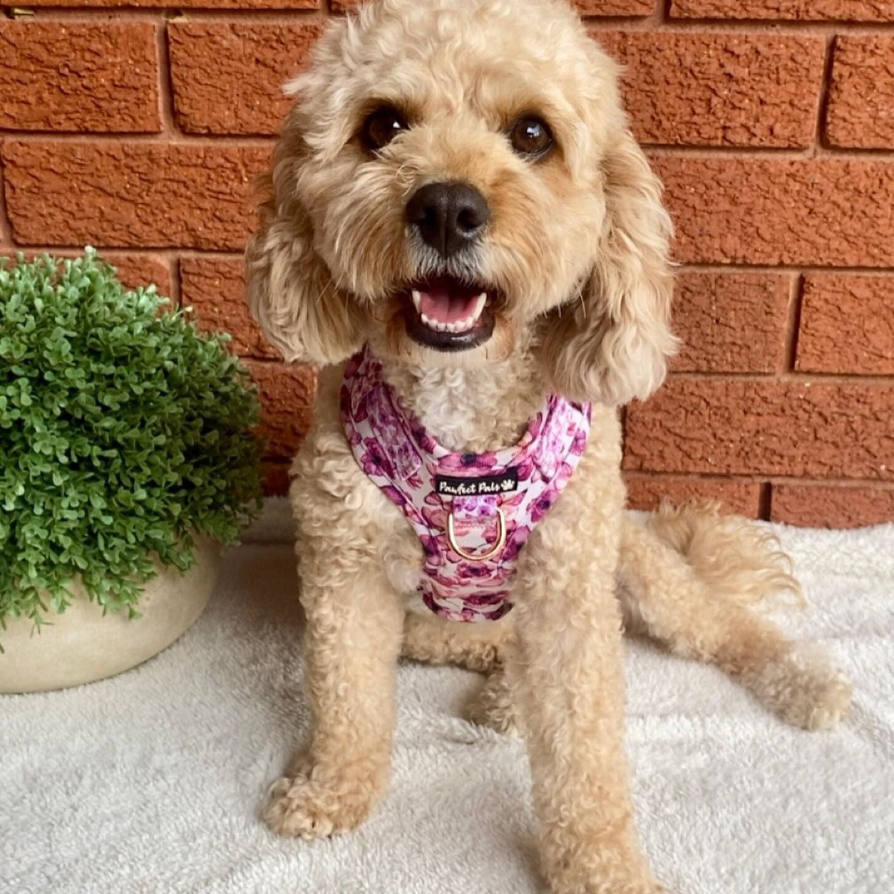 You Give Me Butterflies - No-Pull Adjustable Harness