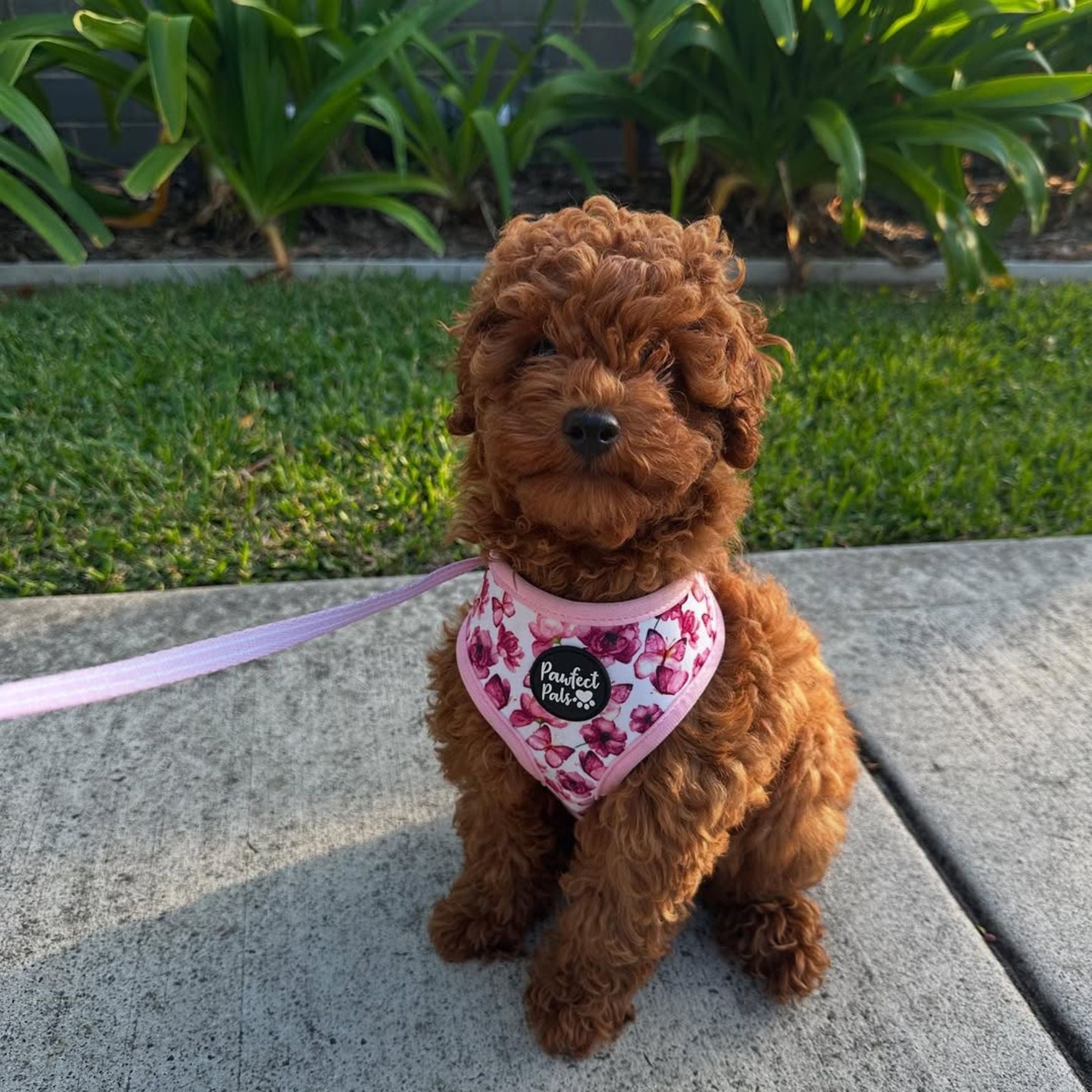 You Give Me Butterflies - Reversible Dog Harness
