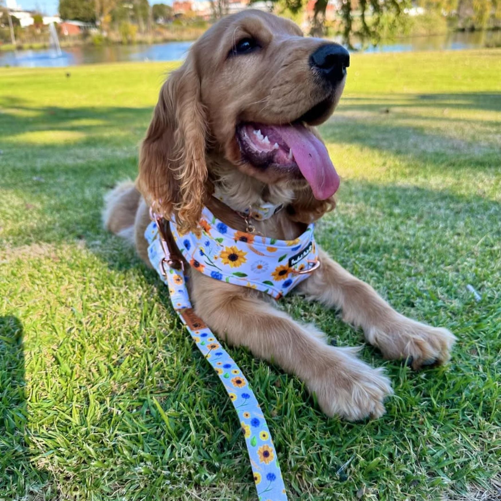 Sunshine on my Mind - No-Pull Adjustable Harness