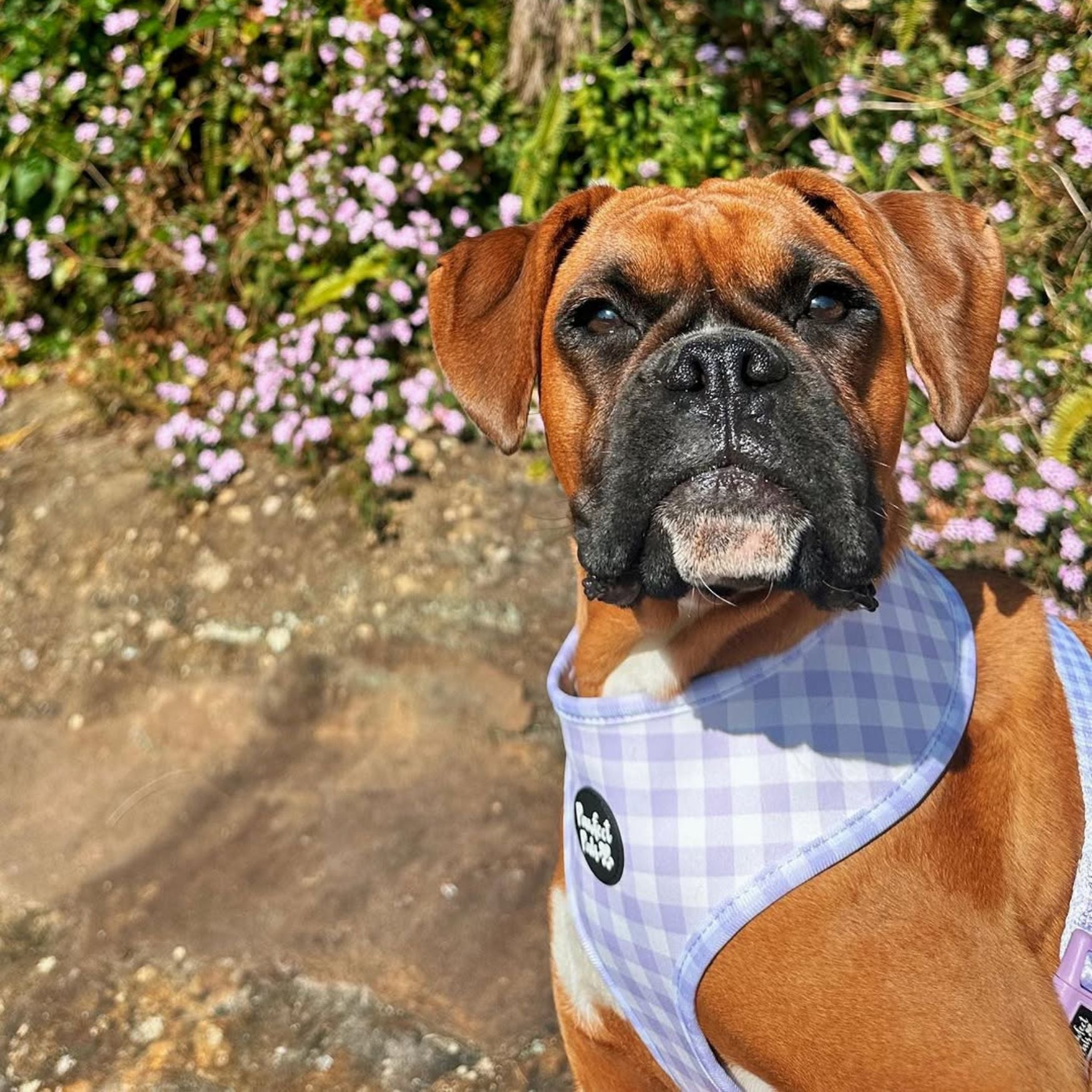 Social Butterfly - Reversible Dog Harness