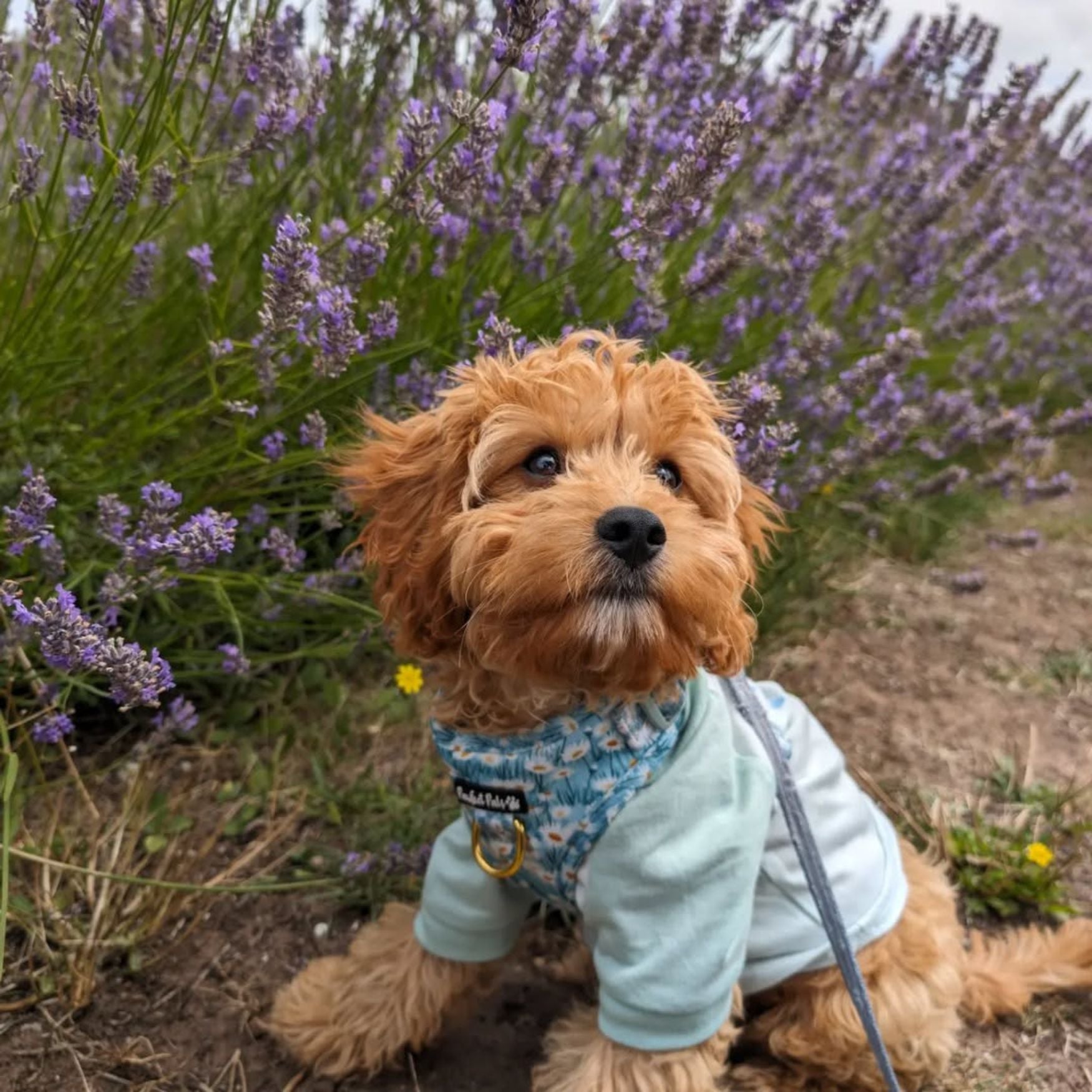 Sweet Like Honey - Daisy Fields No-Pull Adjustable Harness