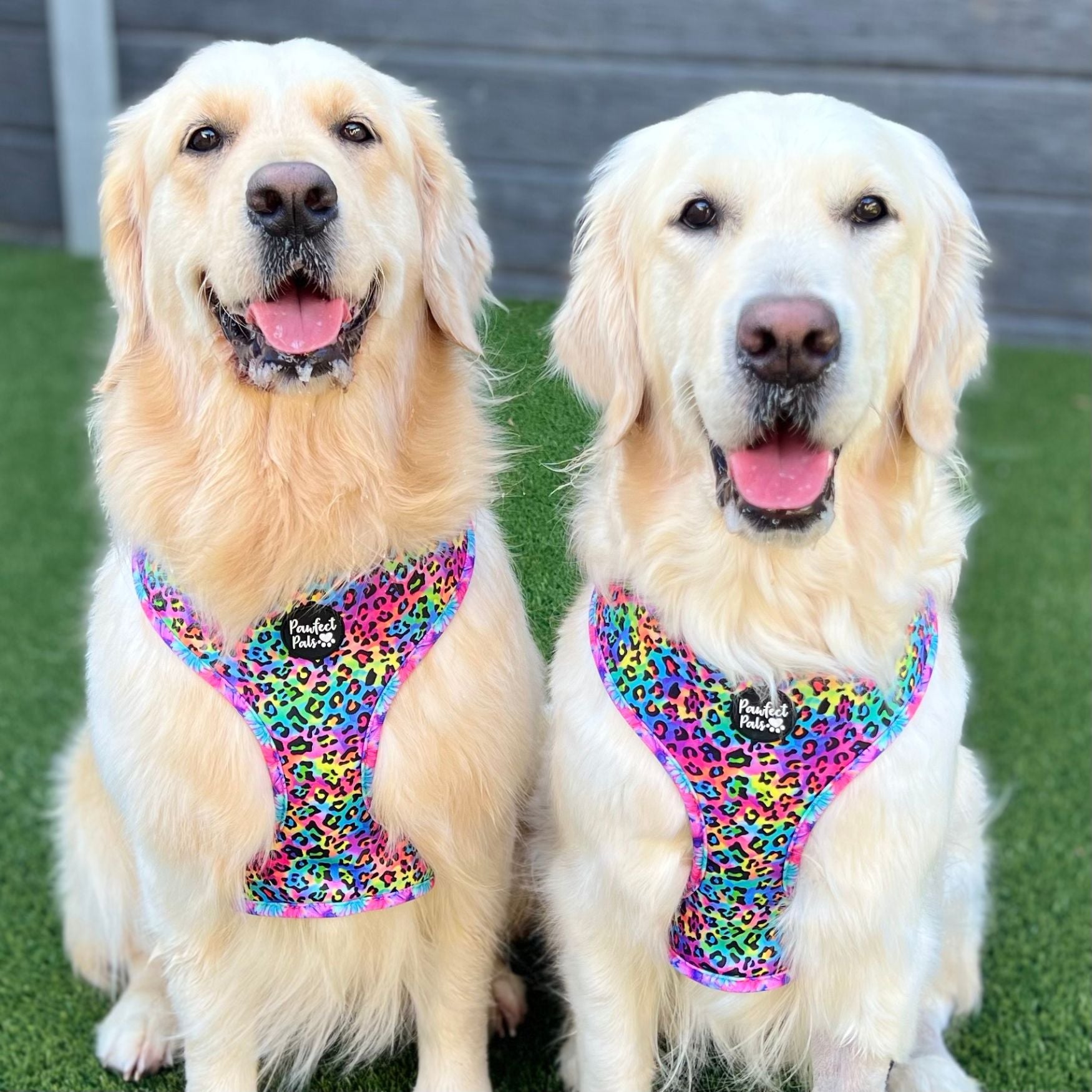 Daydream Believer / Wild Rainbow - Reversible Dog Harness