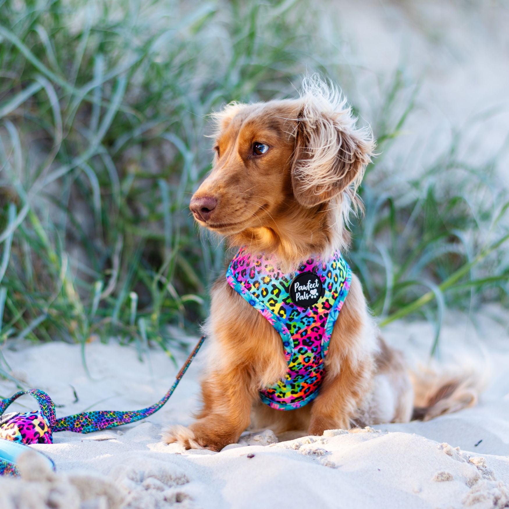 Daydream Believer / Wild Rainbow - Reversible Dog Harness
