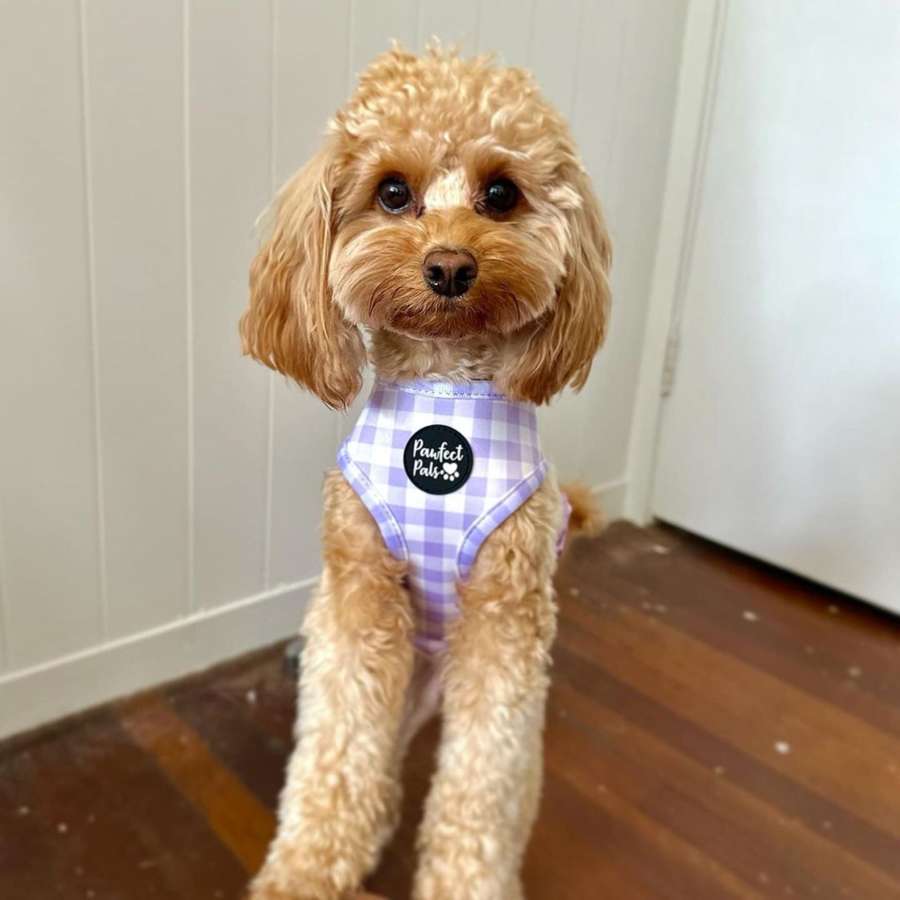 Social Butterfly - Reversible Dog Harness