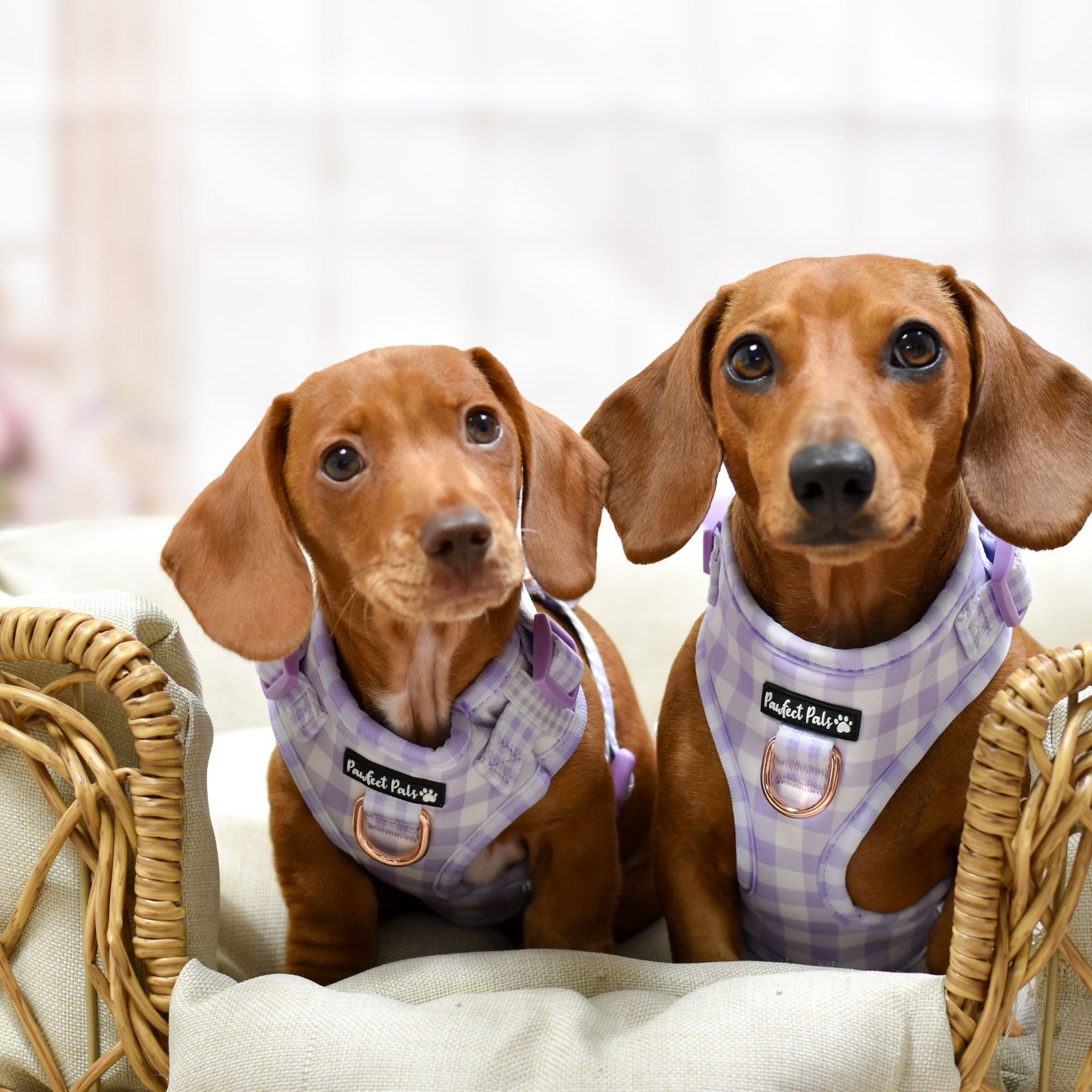 Social Butterfly - Purple Gingham No-Pull Adjustable Harness